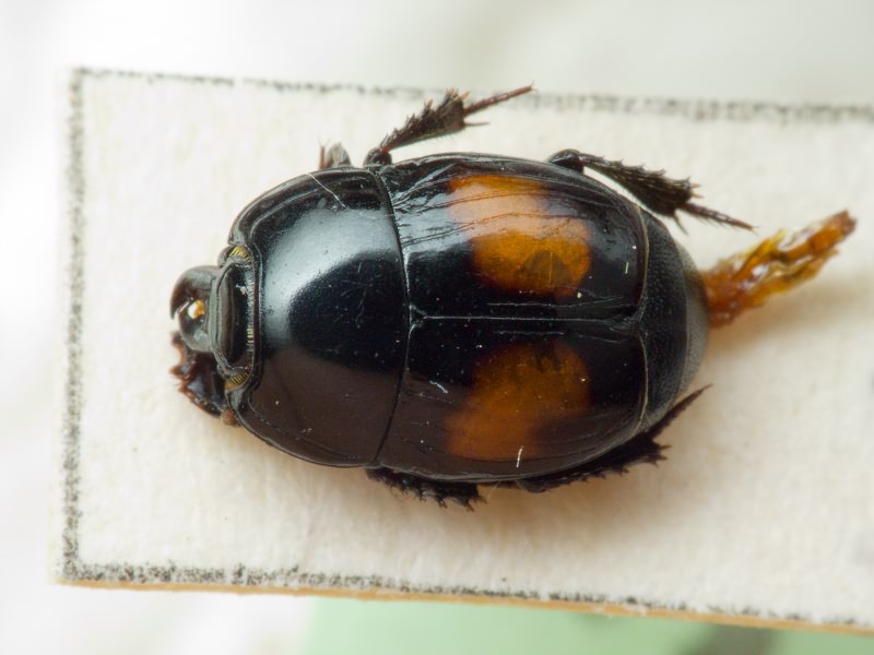 Margarinotus bipustulatus (Schrank, 1781)